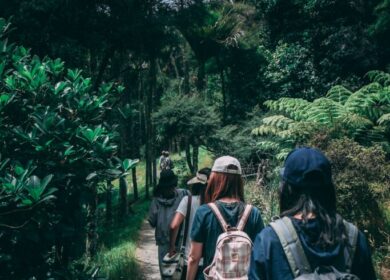 People hiking on a forest trail.