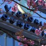 Cherry blossoms in front of building sign.