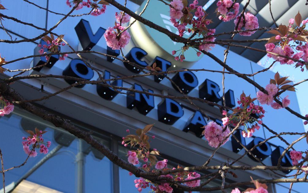 Cherry blossoms in front of building sign.
