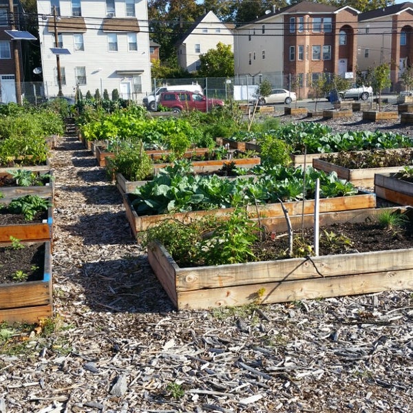 Community garden with multiple raised beds.